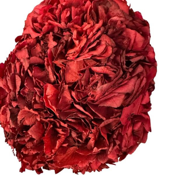 Preserved Hydrangea cherry, 1 stem