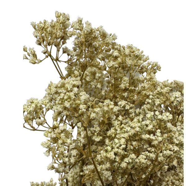 Preserved natural Gypsophila MillionDaisy