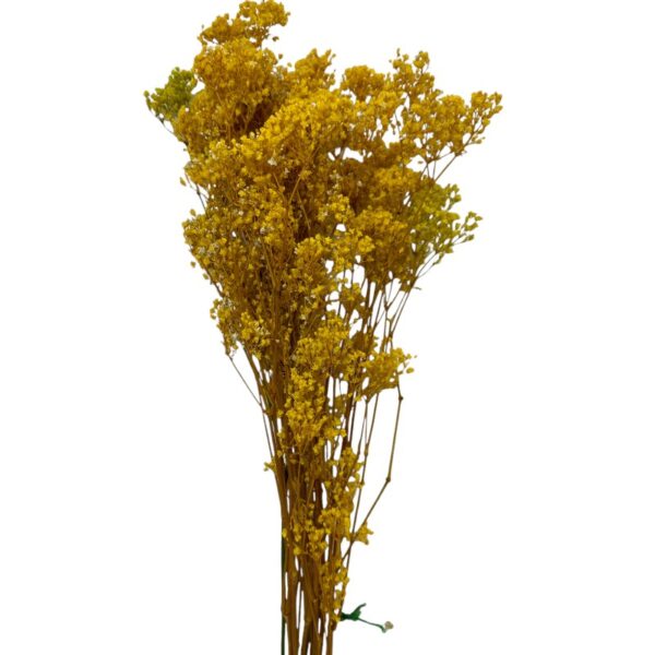 Preserved yellow Gypsophila MillionDaisy - Image 2