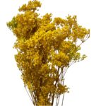 Preserved yellow Gypsophila MillionDaisy