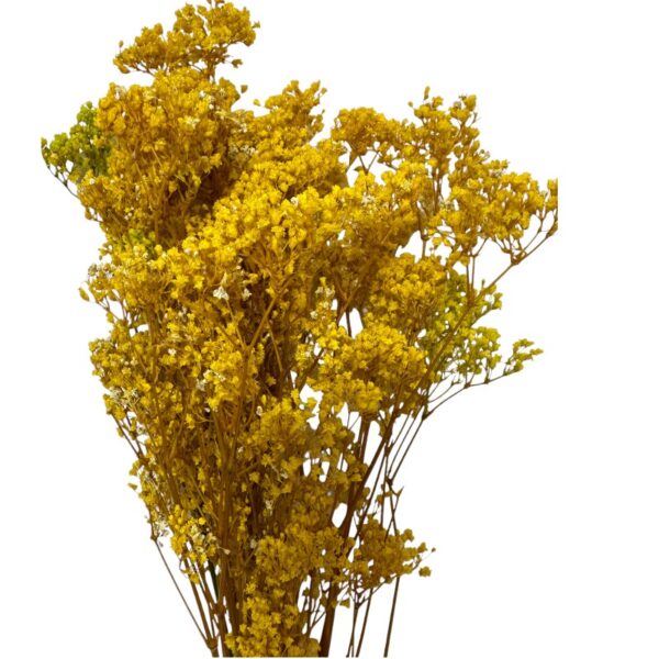 Preserved yellow Gypsophila MillionDaisy