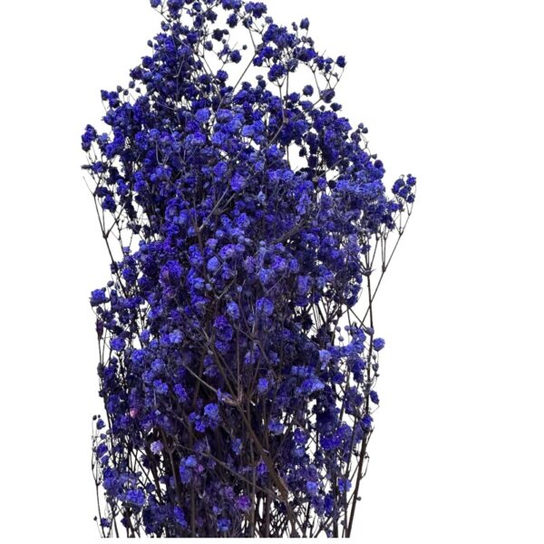 Preserved dark blue Gypsophila