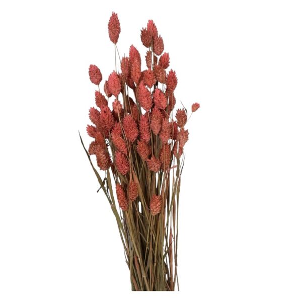 Dry Phalaris dark pink - Image 2