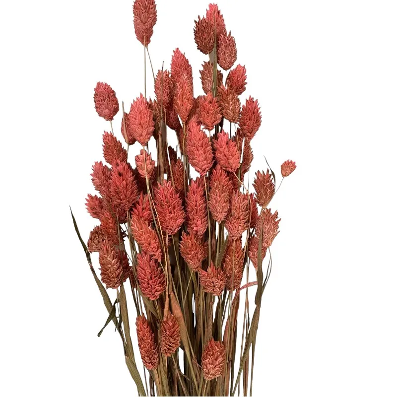 Dry Phalaris dark pink bunch