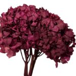 Dry Hydrangea jumbo cherry - Image 2