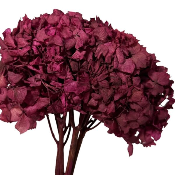Dry Hydrangea jumbo cherry - Image 2