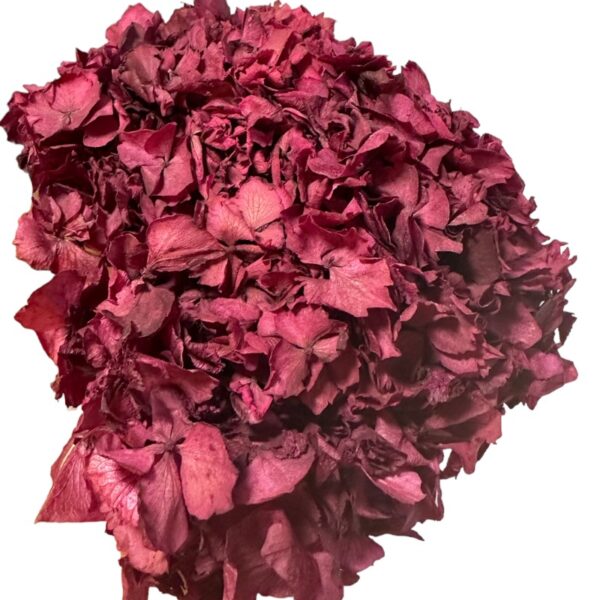 Dry Hydrangea jumbo cherry 1 stem