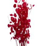 Dry cherry Lunaria - Image 2
