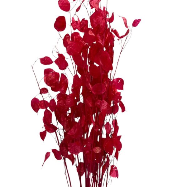 Dry cherry Lunaria - Image 2
