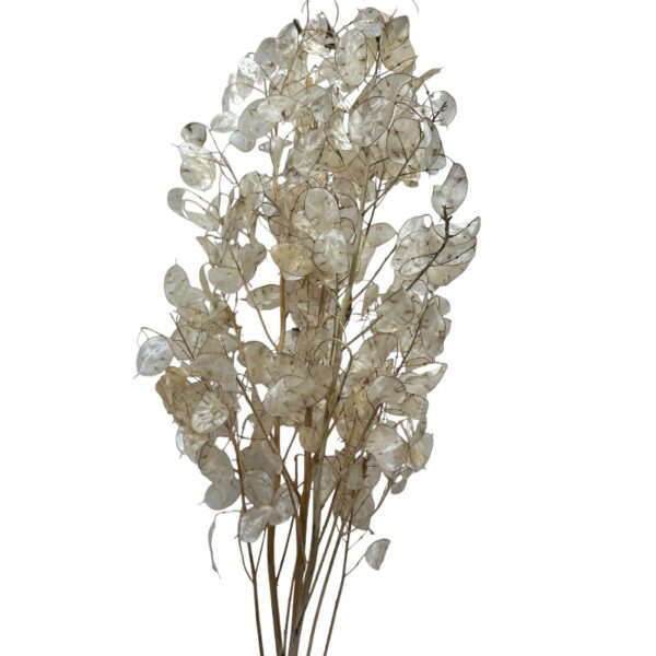 Dry Natural Lunaria - Image 2