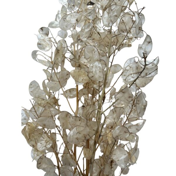 Dry Natural Lunaria