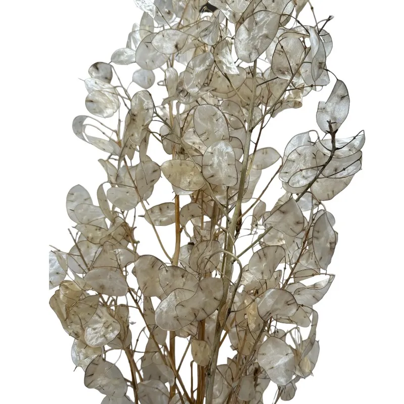 Dry Natural Lunaria