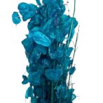 Dry blue Lunaria