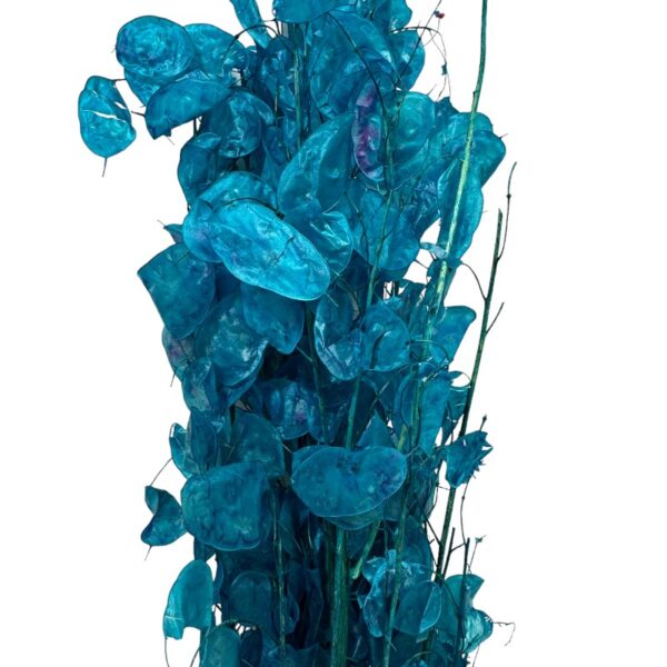 Dry blue Lunaria