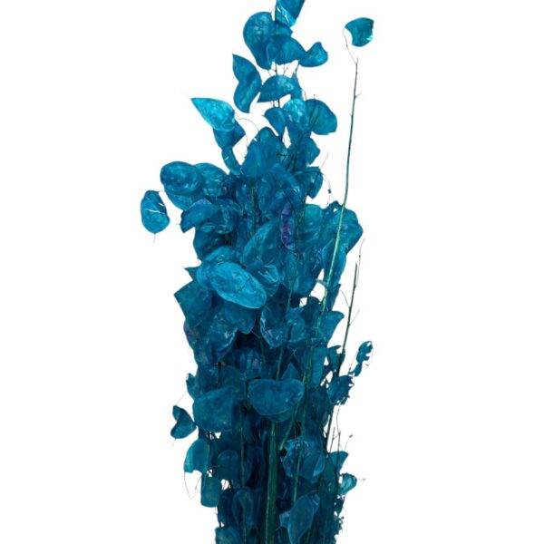 Dry blue Lunaria - Image 2