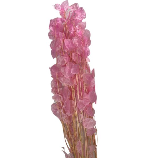Dry pink Lunaria - Image 2