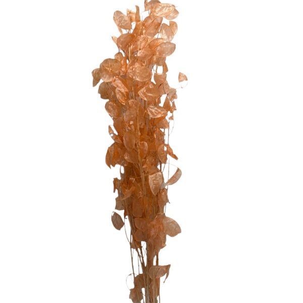 Dry salmon color Lunaria - Image 2