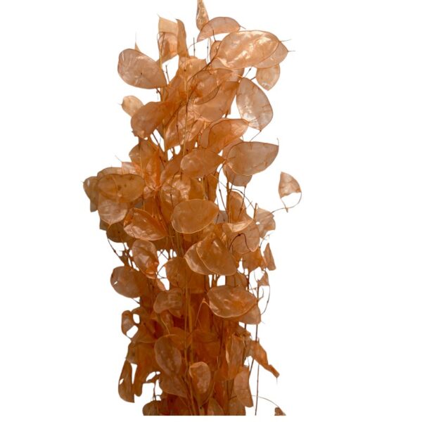Dry salmon color Lunaria