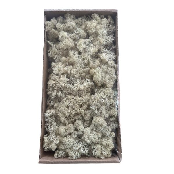 Preserved box Finlandes misty white - Image 2
