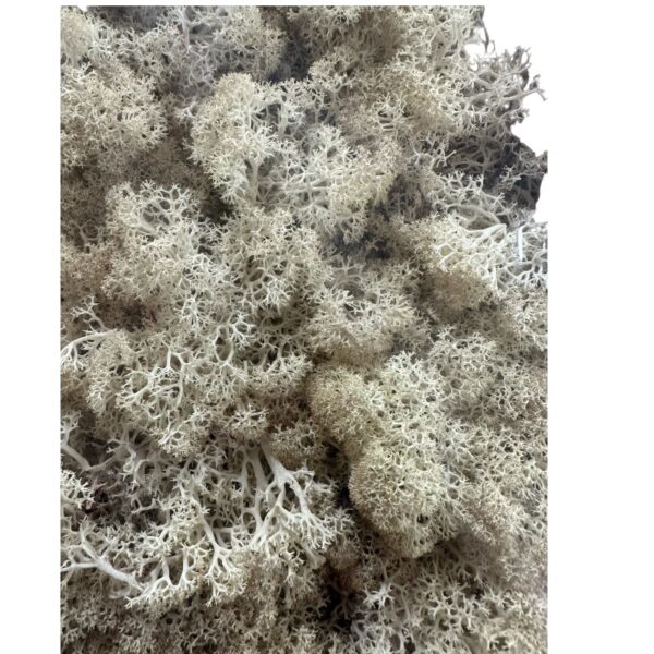 Preserved box Finlandes misty white