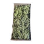 Preserved box Finnish mint green - Image 2