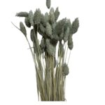 Dry Phalaris grey - Image 2