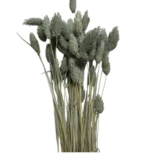 Dry Phalaris grey - Image 2