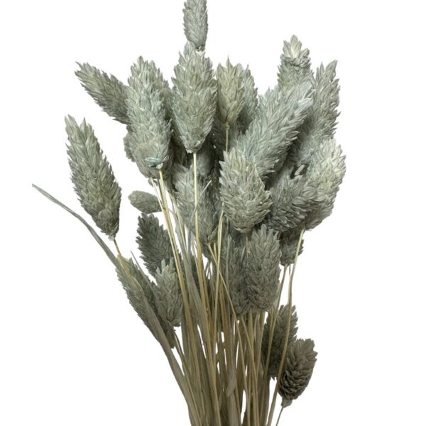 bunch of dry Phalaris grey
