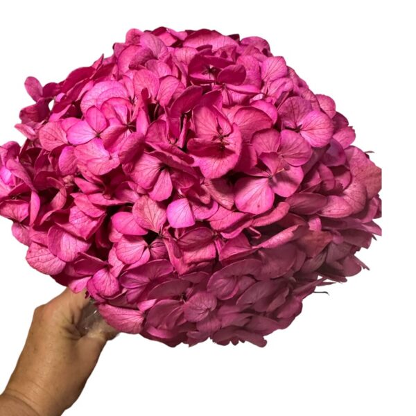 Preserved Hydrangea fuchsia jumbo - Image 3