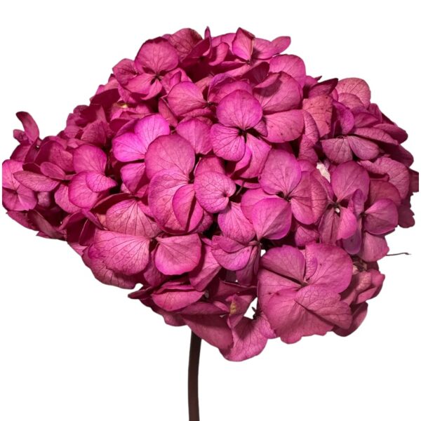 Preserved Hydrangea fuchsia jumbo 1 stem