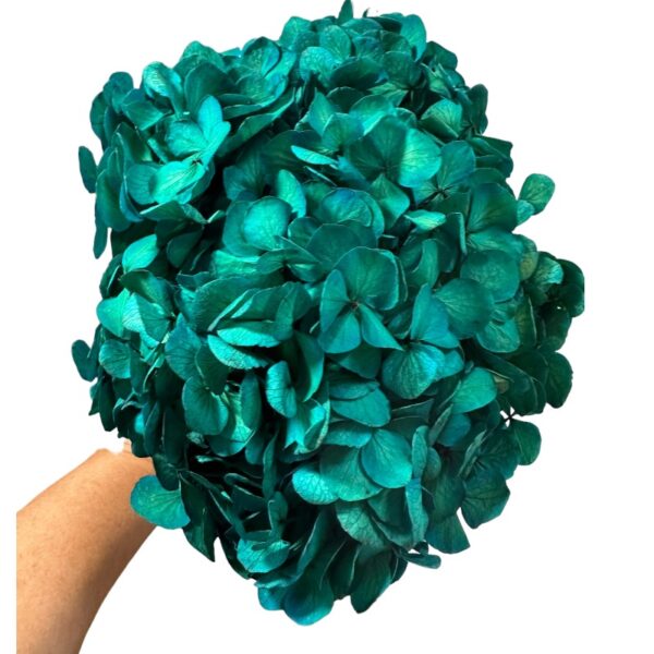 Preserved Hydrangea turquoise - Image 2