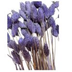 Dry Phalaris lavender bunch