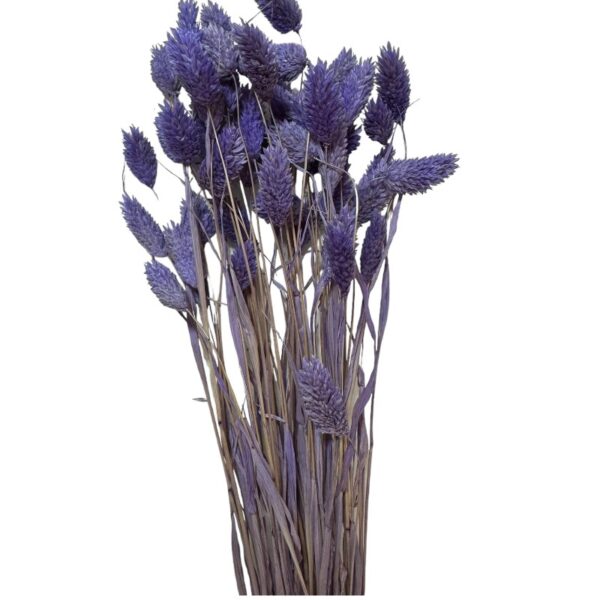 Dry Phalaris lavender - Image 2
