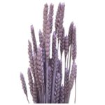 Dry Wheat lavender 1 bunch