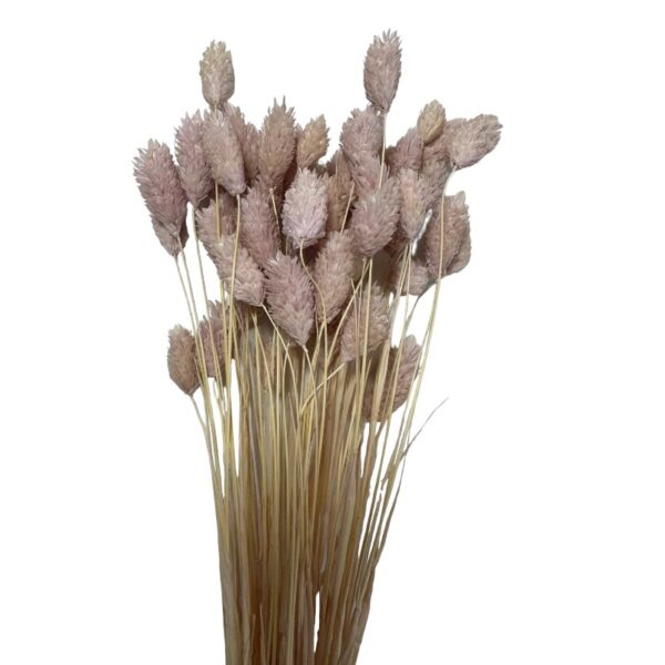 Dry Phalaris light pink - Image 3