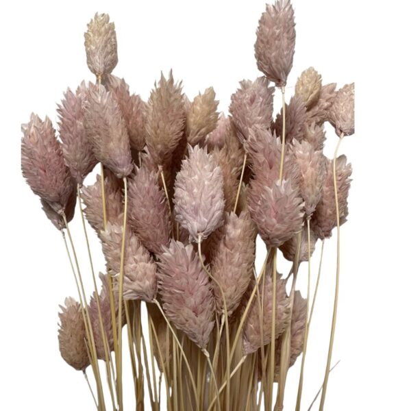 Dry Phalaris light pink bunch