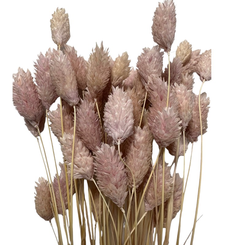 Dry Phalaris light pink bunch