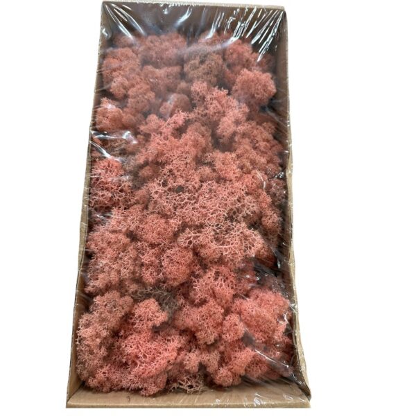 Preserved box Finnish light pink - Image 2