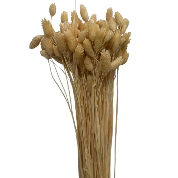 Dry Phalaris light salmon - Image 2