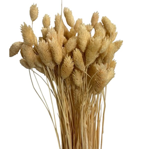 Bunch of Dry Phalaris light salmon