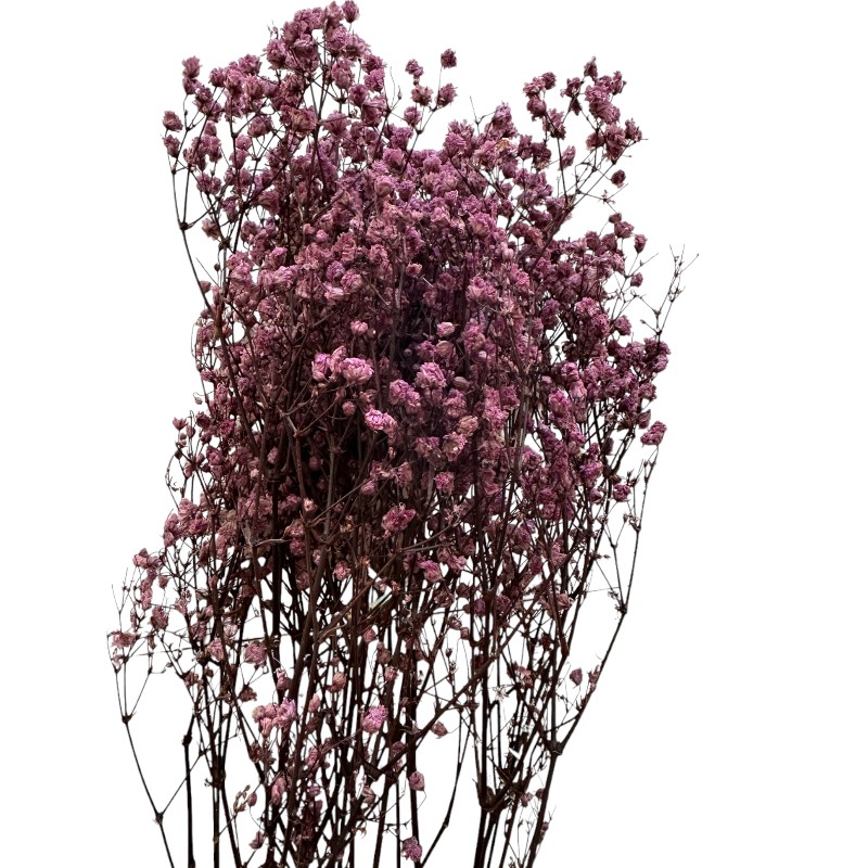 Preserved lilac Gypsophila
