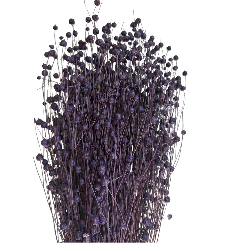 Dry lilac Linum