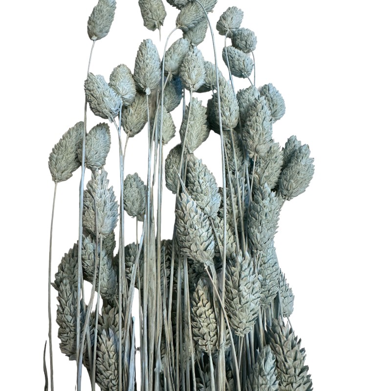 Dry Phalaris misty blue bunch