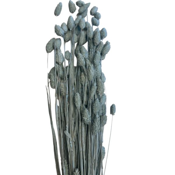 Dry Phalaris misty blue - Image 2