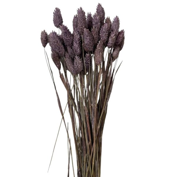 Dry Phalaris misty lilac - Image 2