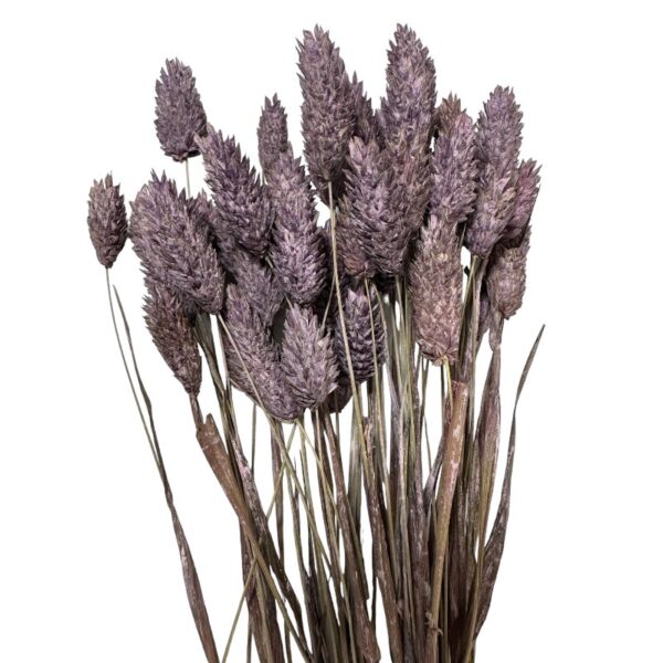 Dry Phalaris misty lilac bunch