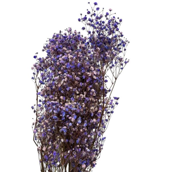 Preserved purple Gypsophila - Image 2