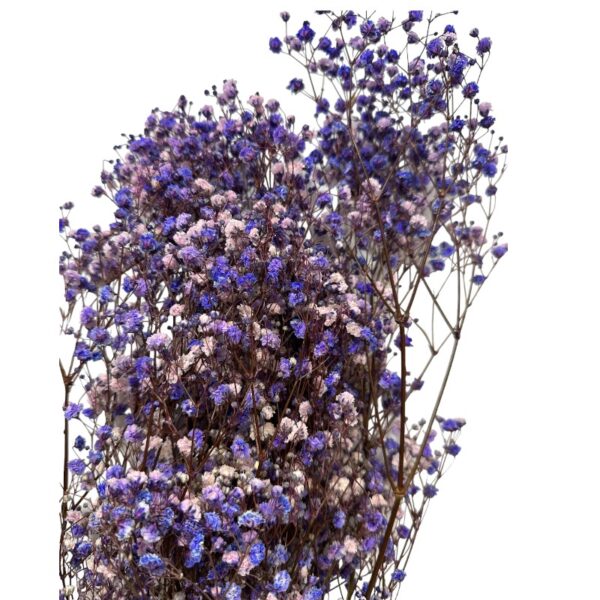 Preserved purple Gypsophila