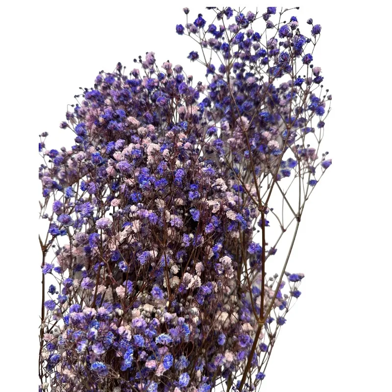 Preserved purple Gypsophila