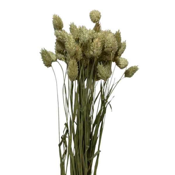 Dry Phalaris natural green - Image 2